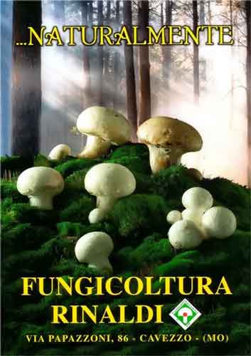 fungi